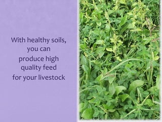 With healthy soils,
     you can
  produce high
   quality feed
for your livestock
 