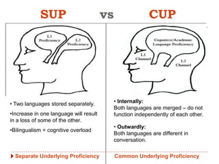 SUP                         vs                 CUP




• Two languages stored separately.           • Internally:
                                             Both languages are merged – do not
•Increase in one language will result        function independently of each other.
in a loss of some of the other.
                                             • Outwardly:
•Bilingualism = cognitive overload
                                             Both languages are different in
                                             conversation.

  Separate Underlying Proficiency            Common Underlying Proficiency
 