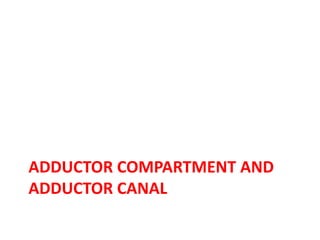 ADDUCTOR COMPARTMENT AND
ADDUCTOR CANAL
 