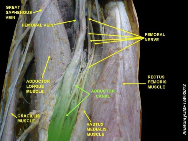 adductor canal presented by adductor canal