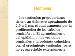 Hombres
Los testículos prepuberianos
tienen un diámetro aproximado de
2,5 a 3 cm, el cual aumenta por la
proliferación de los túbulos
seminíferos. El agrandamiento
del epidídimo, las vesículas
seminales y la próstata coinciden
con el crecimiento testicular, pero
no es apreciable externamente.
 