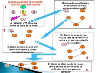 DIAGRAMA SOBRE EL CICLO DE                    El átomo de cloro liberado
       DESTRUCCIÓN DEL OZONO
1
                                                      se encuentra con una
                      F                             molécula de ozono (O3)
                                                      CL               O
           CL         C       CL

                                                         O             O
                    CL
         La radiación UVA libera un
                                                                 O
         átomo de cloro de un freón
                                                                                2
3        CL               O
              O           O                       Un átomo de oxígeno que
                                                 estaba libre en la atmósfera
                                                rompe a su vez la asociación
                   O                                    cloro-oxígeno
                                                    CL
     El átomo de cloro se une a un                                     O
      átomo de oxígeno y rompe
          la molécula de ozono                             O
                                                                        O
                                                             O              4
                              O       El átomo de cloro queda de nuevo
    CL            O
                                       libre y el ciclo de destrucción de
                               O
                   O                     moléculas de ozono vuelve a
                                                    comenzar
                                                                            5
 