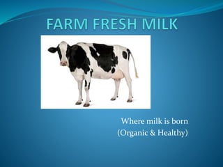 Where milk is born
(Organic & Healthy)
 