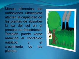 Menos alimentos: las
radiaciones ultravioleta
afectan la capacidad de
las plantas de absorber
la luz del sol en el
proceso de fotosíntesis.
También puede verse
reducido el contenido
nutritivo y el
crecimiento de las
plantas.
 