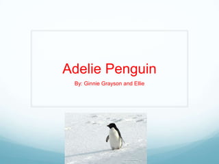 Adelie Penguin
 By: Ginnie Grayson and Ellie
 