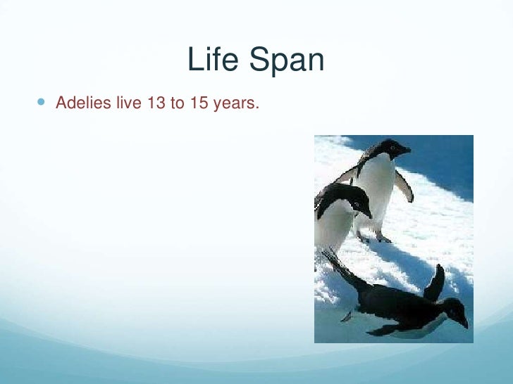 Adelie penguin