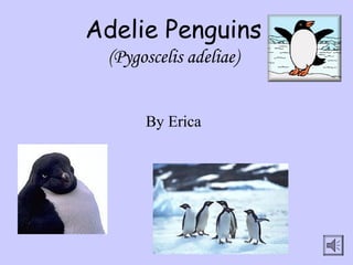 Adelie Penguins
(Pygoscelis adeliae)
By Erica
 