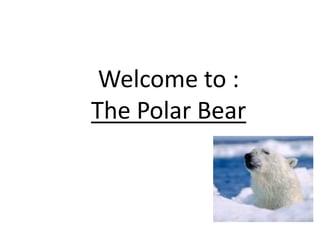 Welcome to : The Polar Bear 