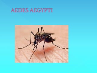 6A - A dengue evelyn e beatriz vitória