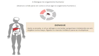 A dengue no organismo humano