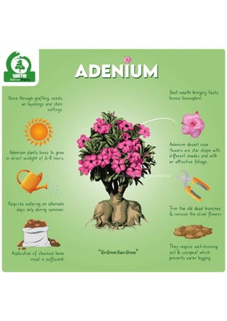 Adenium-01.pdf