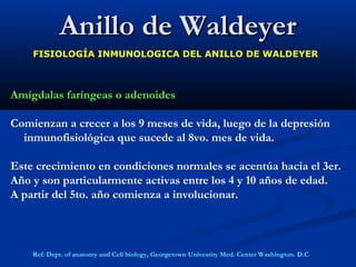 Anillo de WaldeyerAnillo de Waldeyer
FISIOLOGÍA INMUNOLOGICA DEL ANILLO DE WALDEYER
Amígdalas faríngeas o adenoides
Comienzan a crecer a los 9 meses de vida, luego de la depresión
inmunofisiológica que sucede al 8vo. mes de vida.
Este crecimiento en condiciones normales se acentúa hacia el 3er.
Año y son particularmente activas entre los 4 y 10 años de edad.
A partir del 5to. año comienza a involucionar.
Ref: Dept. of anatomy and Cell biology, Georgetown Univesrity Med. Center Washington. D.C
 
