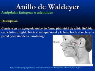 Anillo de WaldeyerAnillo de Waldeyer
Ref: The Otolaryngologic Clinics of North America The Tonsils and Adenoids, Vol. 20, N. 2
Amígdalas faríngeas o adenoides
Descripción
Consiste en un agregado único de forma pirámidal de tejido linfoide,
con vértice dirigido hacia el tabique nasal y la base hacia el techo y la
pared posterior de la nasofarínge
 