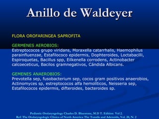 Pediatric Otolaryngology Charles D. Bluestone, M.D T. Edition Vol 2.
Ref: The Otolaryngologic Clinics of North America The Tonsils and Adenoids, Vol. 20, N. 2
FLORA OROFARINGEA SAPROFITA
GERMENES AEROBIOS:
Estreptococos grupo viridans, Moraxella catarrhalis, Haemophilus
parainfluenzae, Estafilococo epidermis, Dophteroides, Loctabacilli,
Espiroquetas, Bacillus spp, Eilkenella corrodens, Actinobacter
calcoeceticus, Bacilos gramnegativos, Cándida Albicans.
GEMENES ANAEROBIOS:
Prevotella sep, fusobacterium sep, cocos gram positivos anaerobios,
Actinomyces sp, estreptococos alfa hemolíticos, Neisseria sep,
Estafilococos epidermis, difteroides, bacteroides sp.
Anillo de WaldeyerAnillo de Waldeyer
 
