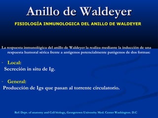 Anillo de WaldeyerAnillo de Waldeyer
FISIOLOGÍA INMUNOLOGICA DEL ANILLO DE WALDEYER
La respuesta inmunológica del anillo de Waldeyer la realiza mediante la inducción de una
respuesta humoral sérica frente a antígenos potencialmente patógenos de dos formas:
- Local:
Secreción in situ de Ig.
- General:
Producción de Igs que pasan al torrente circulatorio.
Ref: Dept. of anatomy and Cell biology, Georgetown Univesrity Med. Center Washington. D.C
 