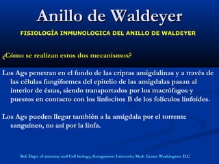 Anillo de WaldeyerAnillo de Waldeyer
FISIOLOGÍA INMUNOLOGICA DEL ANILLO DE WALDEYER
¿Cómo se realizan estos dos mecanismos?
Los Ags penetran en el fondo de las criptas amigdalinas y a través de
las células fungiformes del epitelio de las amígdalas pasan al
interior de éstas, siendo transportados por los macrófagos y
puestos en contacto con los linfocitos B de los folículos linfoides.
Los Ags pueden llegar también a la amígdala por el torrente
sanguíneo, no así por la linfa.
Ref: Dept. of anatomy and Cell biology, Georgetown Univesrity Med. Center Washington. D.C
 