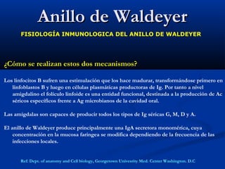 Anillo de WaldeyerAnillo de Waldeyer
FISIOLOGÍA INMUNOLOGICA DEL ANILLO DE WALDEYER
¿Cómo se realizan estos dos mecanismos?
Los linfocitos B sufren una estimulación que los hace madurar, transformándose primero en
linfoblastos B y luego en células plasmáticas productoras de Ig. Por tanto a nivel
amigdalino el folículo linfoide es una entidad funcional, destinada a la producción de Ac
séricos específicos frente a Ag microbianos de la cavidad oral.
Las amígdalas son capaces de producir todos los tipos de Ig séricas G, M, D y A.
El anillo de Waldeyer produce principalmente una IgA secretora monomérica, cuya
concentración en la mucosa faríngea se modifica dependiendo de la frecuencia de las
infecciones locales.
Ref: Dept. of anatomy and Cell biology, Georgetown Univesrity Med. Center Washington. D.C
 
