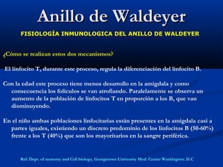 Anillo de WaldeyerAnillo de Waldeyer
FISIOLOGÍA INMUNOLOGICA DEL ANILLO DE WALDEYER
¿Cómo se realizan estos dos mecanismos?
El linfocito T, durante este proceso, regula la diferenciación del linfocito B.
Con la edad este proceso tiene menos desarrollo en la amígdala y como
consecuencia los folículos se van atrofiando. Paralelamente se observa un
aumento de la población de linfocitos T en proporción a los B, que van
disminuyendo.
En el niño ambas poblaciones linfocitarias están presentes en la amígdala casi a
partes iguales, existiendo un discreto predominio de los linfocitos B (50-60%)
frente a los T (40%) que son los mayoritarios en la sangre periférica.
Ref: Dept. of anatomy and Cell biology, Georgetown Univesrity Med. Center Washington. D.C
 