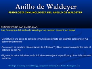 FUNCIONES DE LAS AMIGDALAS.
Las funciones del anillo de Waldeyer se pueden resumir en estas:
-Constituyen una zona de contacto inmunológico directo con agentes patógenos y Ag
del medio ambiente.
-En su seno se produce diferenciación de linfocitos T y B en inmunocompetentes ante el
estímulo de los Ag.
-Algunos de estos linfocitos serán linfocitos mensajeros específicos y otros linfocitos con
memoria.
Anillo de WaldeyerAnillo de Waldeyer
FISIOLOGÍA INMUNOLOGICA DEL ANILLO DE WALDEYER
Ref: Dept. of anatomy and Cell biology, Georgetown Univesrity Med. Center Washington. D.C
 