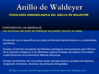 FUNCIONES DE LAS AMIGDALAS.
Las funciones del anillo de Waldeyer se pueden resumir en estas:
-Producción de Ac específicos por parte de linfocitos transformados en cc plasmáticas
secretoras.
-Emisión al torrente circulatorio de linfocitos mensajeros inmunoactivos para informar
de la situación antigénica a los diferentes órganos linfoides del sistema inmunitario:
a este fenómeno se le denomina defensa silenciosa.
-Emisión de linfocitos con inmunidad recién activada hacia la cavidad oral-digestiva:
emigración linfocitaria, fenómeno de simbiosis linfoepitelial.
Anillo de WaldeyerAnillo de Waldeyer
FISIOLOGÍA INMUNOLOGICA DEL ANILLO DE WALDEYER
Ref: Dept. of anatomy and Cell biology, Georgetown Univesrity Med. Center Washington. D.C
 
