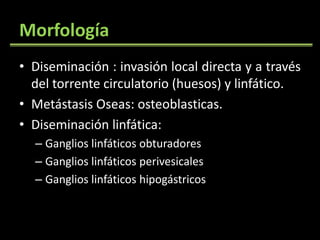 Morfología Diseminación : invasión local directa y a través del torrente circulatorio (huesos) y linfático.Metástasis Oseas: osteoblasticas.Diseminación linfática:Ganglios linfáticos obturadoresGanglios linfáticos perivesicalesGanglios linfáticos hipogástricos