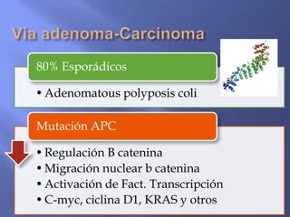 80% Esporádicos

• Adenomatous polyposis coli

Mutación APC

• Regulación B catenina
• Migración nuclear b catenina
• Activación de Fact. Transcripción
• C-myc, ciclina D1, KRAS y otros
 