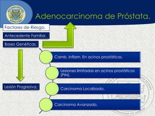 Adenocarcinoma de Próstata.
Factores de Riesgo.
Antecedente Familiar.
Bases Genéticas.
Lesión Progresiva.
Camb. Inflam. En acinos prostáticos.
Lesiones limitadas en acinos prostáticos
(PIN).
Carcinoma Localizado.
Carcinoma Avanzado.
 