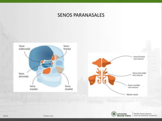 SENOS PARANASALES