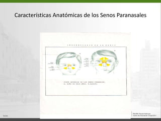 Características Anatómicas de los Senos Paranasales