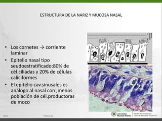 ESTRUCTURA DE LA NARIZ Y MUCOSA NASALLos cornetes -> corriente laminarEpitelio nasal tipo seudoestratificado:80% de cél.ciliadas y 20% de células caliciformesEl epitelio cav.sinusales es análogo al nasal con ,menos  población de cél.productoras de moco