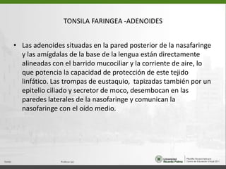 TONSILA FARINGEA -ADENOIDESLas adenoides situadas en la pared posterior de la nasafaringe y las amígdalas de la base de la lengua están directamente alineadas con el barrido mucociliar y la corriente de aire, lo que potencia la capacidad de protección de este tejido linfático. Las trompas de eustaquio,  tapizadas también por un epitelio ciliado y secretor de moco, desembocan en las paredes laterales de la nasofaringe y comunican la nasofaringe con el oído medio.