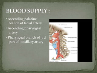 • Ascending palatine
branch of facial artery
• Ascending pharyngeal
artery
• Pharyngeal branch of 3rd
part of maxillary artery
 
