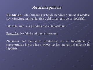 Ubicación:  Esta formada por tejido nervioso y unido al cerebro por estructuras alargada, fina y delicada( tallo de la hipófisis). Este tallo  une  a la glándula con el hipotálamo.  Función:  No fabrica ninguna hormona. Almacena dos hormonas producidas en el hipotálamo y transportadas hasta ellas a través de los axones del tallo de la hipófisis. Neurohipófisis 