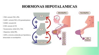 • TRH: estimula TSH y PRL.
• GnRH : estimula FSH y LH (gonadotropinas).
• GHRH: estimula GH.
• CRH: estimula ACTH.
• Somatostatina: inhibe GH y TSH.
• Dopamina: inhibe PRL.
• ADH y oxitocina: producidas por hipotálamo y
almacenadas en neurohipófisis.
HORMONAS HIPOTALAMICAS
 