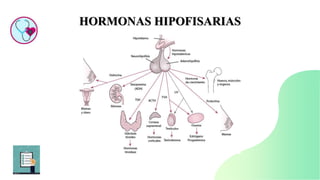 HORMONAS HIPOFISARIAS
 