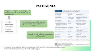 PATOGENIA
Neoplasias benignas que surgen de
cualquier de los 5 de células de la
adenohipófisis
Cerca de 33% de todos los adenomas no
son funcionales
La producción hormonal no siempre
guarda relación con el volumen del
tumor.
• Lactotropicas
• Somatotropicas
• Corticotropicas
• Tirotropicas
• Gonadotropicas
• Los tumores hormonalmente activos se caracterizan por la secreción autónoma hormonal con menor
reactividad retroalimentaría a vías de inhibición fisiológica
 