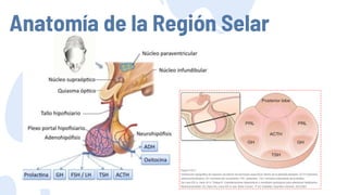 Anatomía de la Región Selar
 