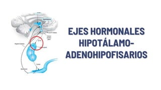 EJES HORMONALES
HIPOTÁLAMO-
ADENOHIPOFISARIOS
 