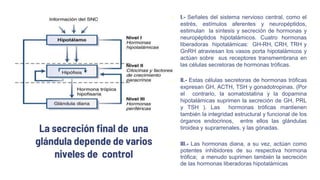La secreción final de una
glándula depende de varios
niveles de control
 I.- Señales del sistema nervioso central, como el
estrés, estímulos aferentes y neuropéptidos,
estimulan la síntesis y secreción de hormonas y
neuropéptidos hipotalámicos. Cuatro hormonas
liberadoras hipotalámicas: GH-RH, CRH, TRH y
GnRH atraviesan los vasos porta hipotalámicos y
actúan sobre sus receptores transmembrana en
las células secretoras de hormonas tróficas.
 II.- Estas células secretoras de hormonas tróficas
expresan GH, ACTH, TSH y gonadotropinas. (Por
el contrario, la somatostatina y la dopamina
hipotalámicas suprimen la secreción de GH, PRL
y TSH ). Las hormonas tróficas mantienen
también la integridad estructural y funcional de los
órganos endocrinos, entre ellos las glándulas
tiroidea y suprarrenales, y las gónadas.
 III.- Las hormonas diana, a su vez, actúan como
potentes inhibidores de su respectiva hormona
trófica; a menudo suprimen también la secreción
de las hormonas liberadoras hipotalámicas
 
