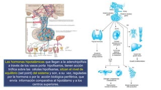 Las hormonas hipotalámicas que llegan a la adenohipófisis
a través de los vasos porta hipofisarios, tienen acción
trófica sobre las células hipofisarias, sitúan el nivel de
equilibrio (set point) del sistema y son, a su vez, reguladas
por la hormona o por la acción biológica periférica, que
envía información comparativa al hipotálamo y a los
centros superiores.
 