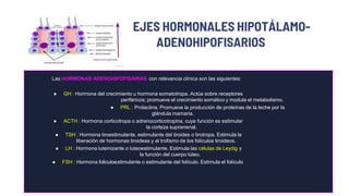 Las HORMONAS ADENOHIPOFISARIAS con relevancia clínica son las siguientes:
 GH : Hormona del crecimiento u hormona somatotropa. Actúa sobre receptores
periféricos; promueve el crecimiento somático y modula el metabolismo.
 PRL : Prolactina. Promueve la producción de proteínas de la leche por la
glándula mamaria.
 ACTH : Hormona corticotropa o adrenocorticotropina, cuya función es estimular
la corteza suprarrenal.
 TSH : Hormona tiroestimulante, estimulante del tiroides o tirotropa. Estimula la
liberación de hormonas tiroideas y el trofismo de los folículos tiroideos.
 LH : Hormona luteinizante o luteoestimulante. Estimula las células de Leydig y
la función del cuerpo lúteo.
 FSH : Hormona foliculoestimulante o estimulante del folículo. Estimula el folículo
EJES HORMONALES HIPOTÁLAMO-
ADENOHIPOFISARIOS
 