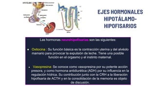 Las hormonas neurohipofisarias son las siguientes:
 Oxitocina : Su función básica es la contracción uterina y del alvéolo
mamario para provocar la expulsión de leche. Tiene una posible
función en el orgasmo y el instinto maternal.
 Vasopresina: Se conoce como vasopresina por su potente acción
presora, y como hormona antidiurética (ADH) por su influencia en la
regulación hídrica. Su contribución junto con la CRH a la liberación
hipofisaria de ACTH y en la consolidación de la memoria es objeto
de discusión.
EJES HORMONALES
HIPOTÁLAMO-
HIPOFISARIOS
 