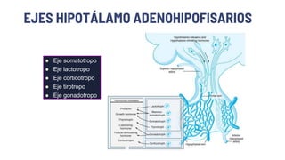 EJES HIPOTÁLAMO ADENOHIPOFISARIOS
 Eje somatotropo
 Eje lactotropo
 Eje corticotropo
 Eje tirotropo
 Eje gonadotropo
 