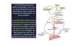 La GH-RH abunda en los
tejidos intestinales, por lo que
no es útil determinar sus [ ]s
plasmáticas, salvo cuando se
sospeche la existencia de un
tumor ectópico.
La somatostatina inhibe tanto la
secreción basal de GH como la
provocada por cualquiera de los
estímulos conocidos, a través
de una acción directamente
hipofisaria, (sus análogos de
alta potencia se usan en el
diagnóstico y tratamiento de
tumores secretores de GH, TSH
Schematic diagram of the hypothalamic control of growth hormone secretion.
 