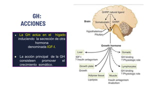 GH:
ACCIONES
 La GH actúa en el hígado
induciendo la secreción de otra
hormona
denominada IGF-I.
 La acción principal de la GH
consisteen promover el
crecimiento somático.
 