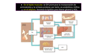  En el tejido muscular, la GH promueve la incorporación de
aminoácidos y la síntesis proteica; por tanto, es anabólica y trófica
y, en el adiposo, favorece la lipólisis para liberar glicerol y AGL.
 