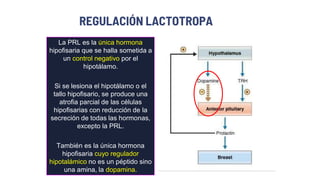 REGULACIÓN LACTOTROPA
La PRL es la única hormona
hipofisaria que se halla sometida a
un control negativo por el
hipotálamo.
Si se lesiona el hipotálamo o el
tallo hipofisario, se produce una
atrofia parcial de las células
hipofisarias con reducción de la
secreción de todas las hormonas,
excepto la PRL.
También es la única hormona
hipofisaria cuyo regulador
hipotalámico no es un péptido sino
una amina, la dopamina.
 