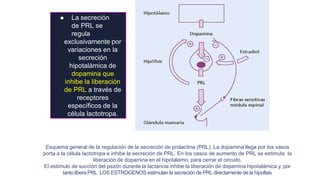  La secreción
de PRL se
regula
exclusivamente por
variaciones en la
secreción
hipotalámica de
dopamina que
inhibe la liberación
de PRL a través de
receptores
específicos de la
célula lactotropa.
Esquema general de la regulación de la secreción de prolactina (PRL). La dopamina llega por los vasos
porta a la célula lactotropa e inhibe la secreción de PRL. En los casos de aumento de PRL se estimula la
liberación de dopamina en el hipotálamo, para cerrar el circuito.
El estímulo de succión del pezón durante la lactancia inhibe la liberación de dopamina hipotalámica y, por
tanto libera PRL LOS ESTROGENOS estimulan la secreción de PRL directamente de la hipofisis
 