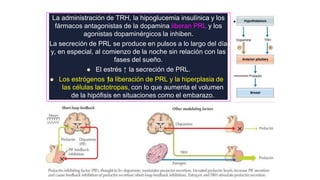 La administración de TRH, la hipoglucemia insulínica y los
fármacos antagonistas de la dopamina liberan PRL y los
agonistas dopaminérgicos la inhiben.
La secreción de PRL se produce en pulsos a lo largo del día
y, en especial, al comienzo de la noche sin relación con las
fases del sueño.
 El estrés ↑ la secreción de PRL.
 Los estrógenos ↑
la liberación de PRL y la hiperplasia de
las células lactotropas, con lo que aumenta el volumen
de la hipófisis en situaciones como el embarazo.
 
