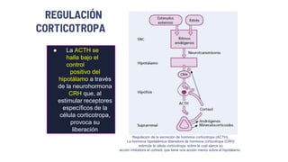 REGULACIÓN
CORTICOTROPA
 La ACTH se
halla bajo el
control
positivo del
hipotálamo a través
de la neurohormona
CRH que, al
estimular receptores
específicos de la
célula corticotropa,
provoca su
liberación
Regulación de la secreción de hormona corticotropa (ACTH).
La hormona hipotalámica liberadora de hormona corticotropa (CRH)
estimula la célula corticotropa, sobre la cual ejerce su
acción inhibidora el cortisol, que tiene una acción menor sobre el hipotálamo.
 